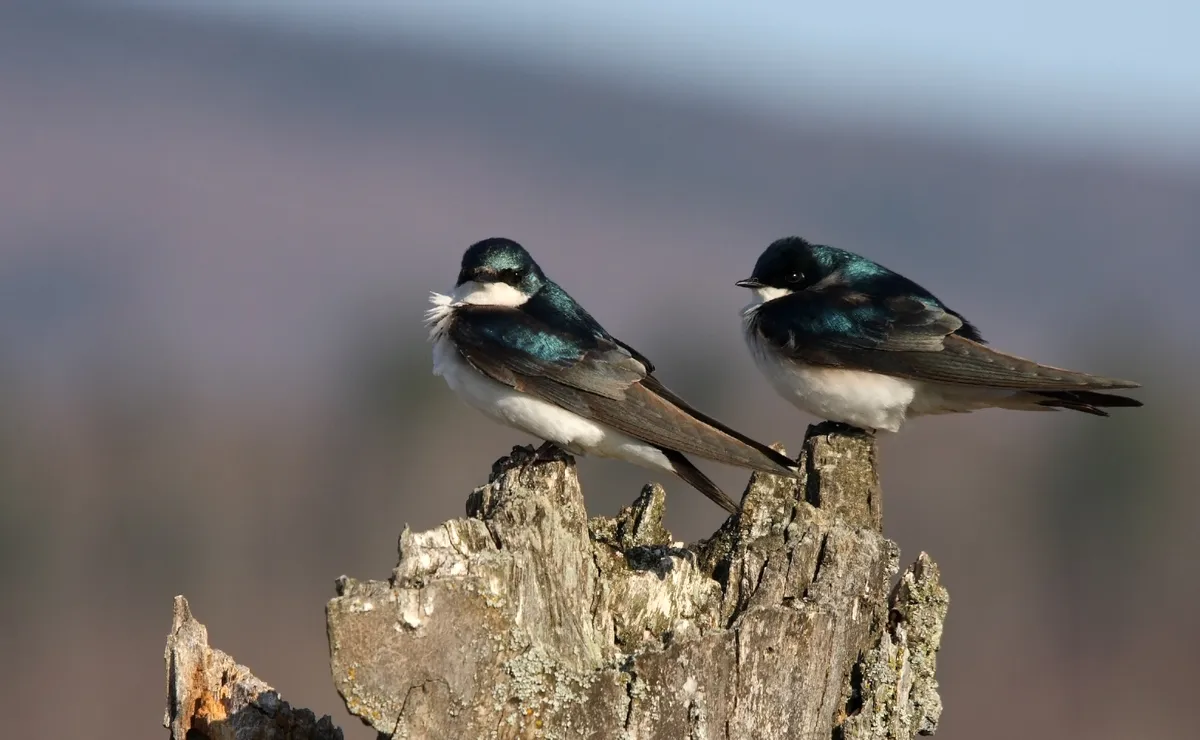 Tree Swallow