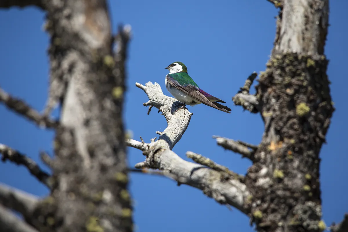 Tachycineta thalassina
