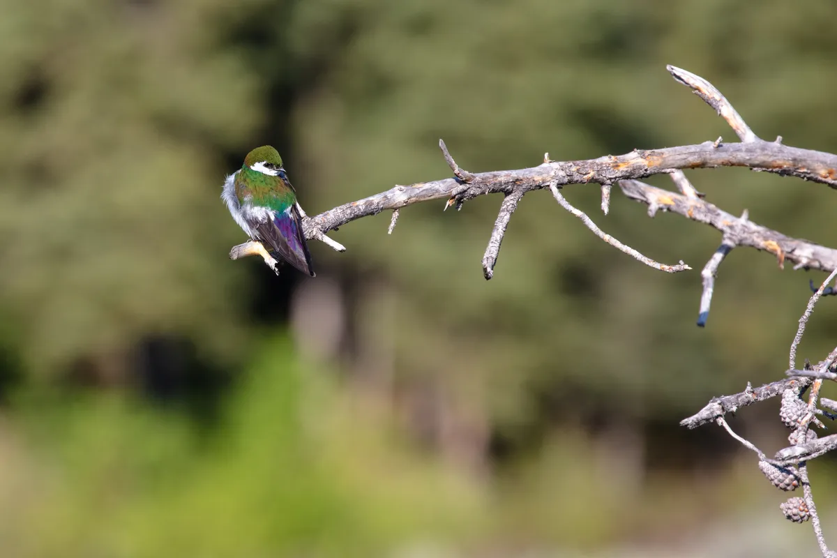 Violet-green Swallow