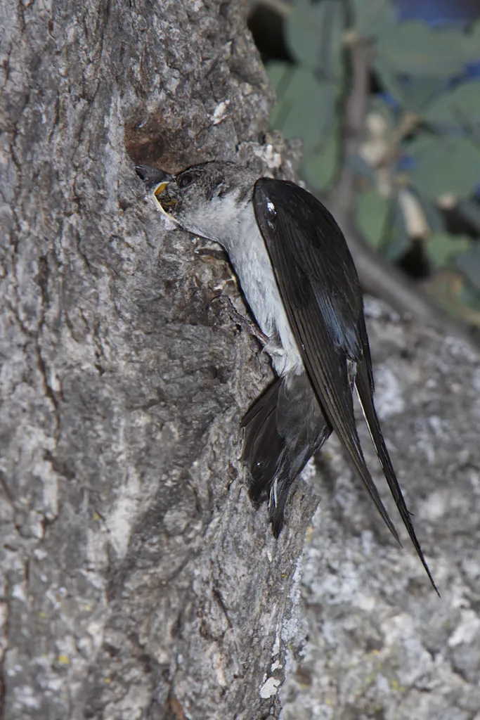 Violet-green Swallow