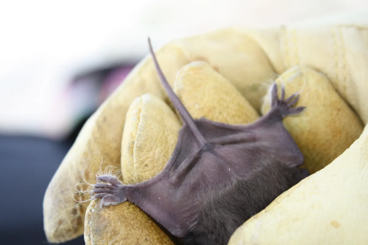 Tadarida brasiliensis