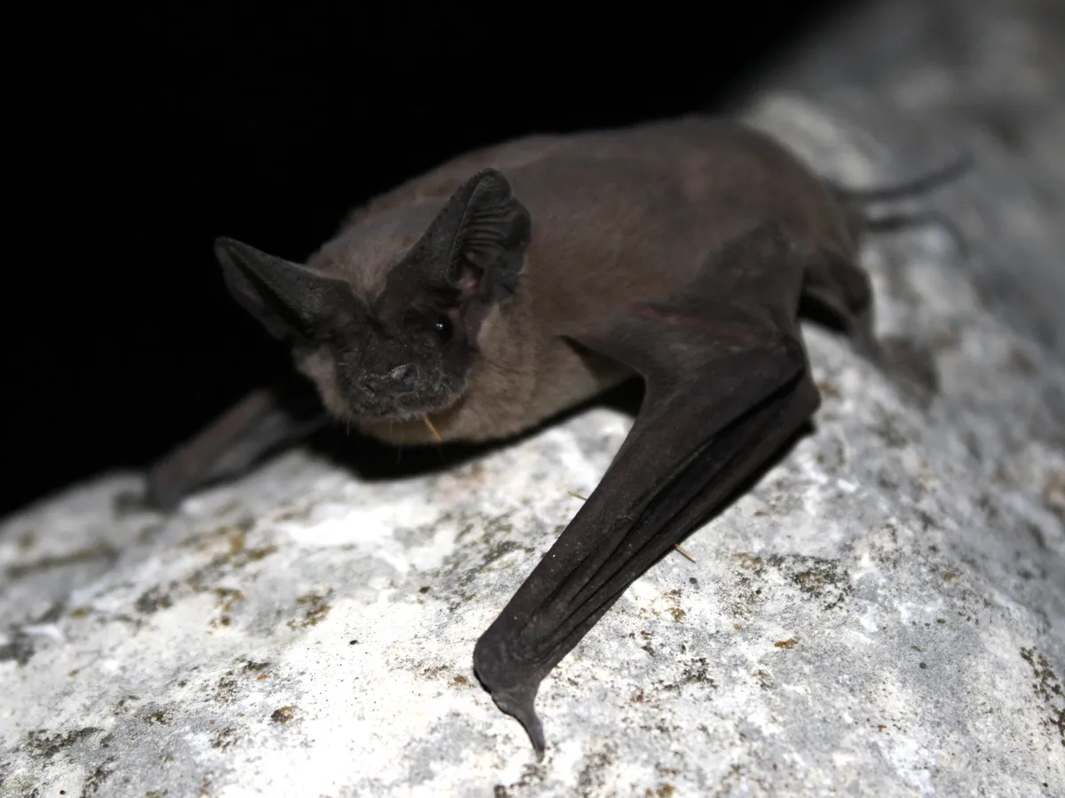 Mexican free-tailed bat