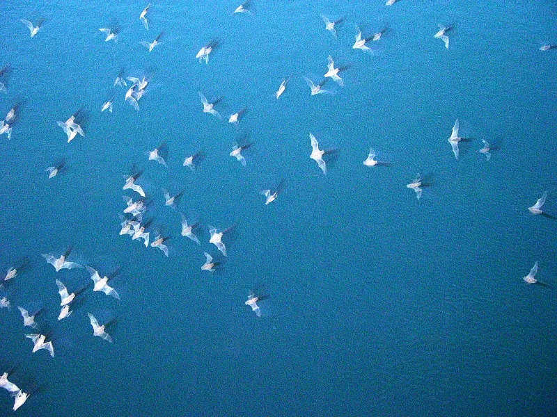 Mexican free-tailed bat