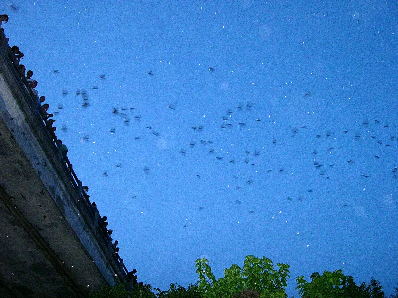 Mexican free-tailed bat