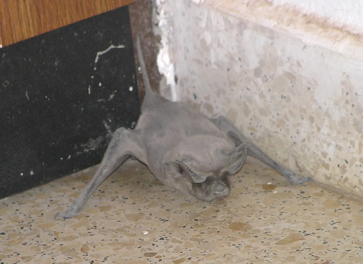 European Free-tailed Bat