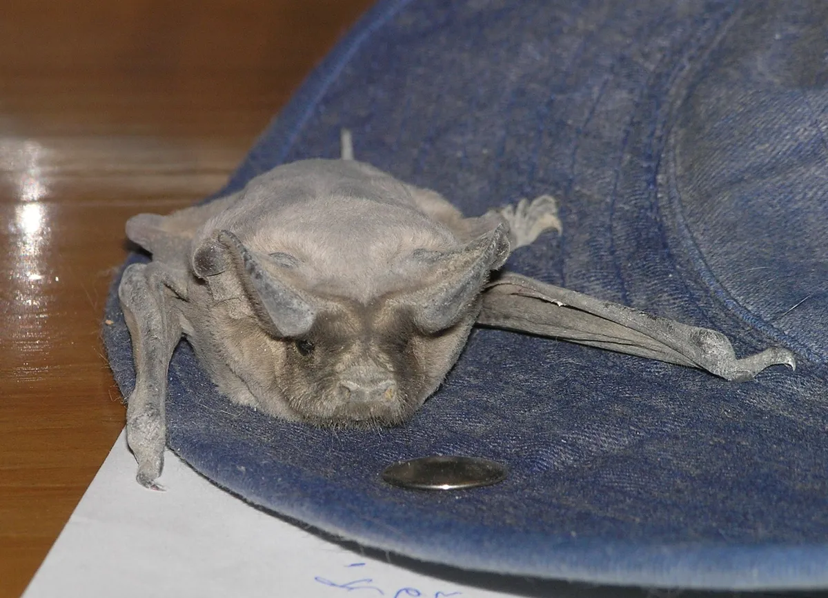 European Free-tailed Bat