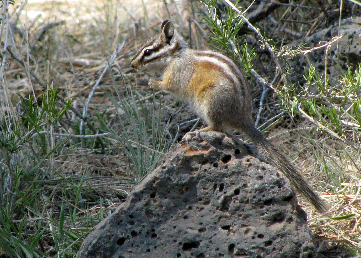 Yellow-pine Chipmunk