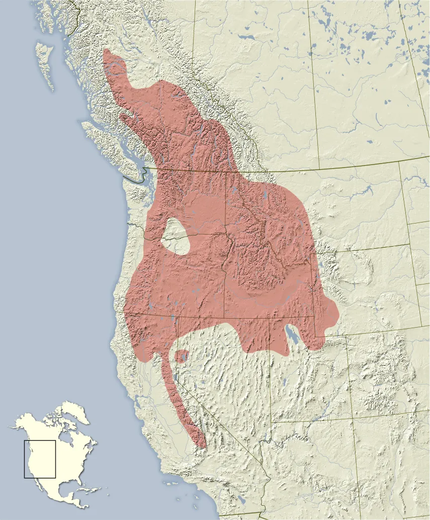 Yellow-pine Chipmunk