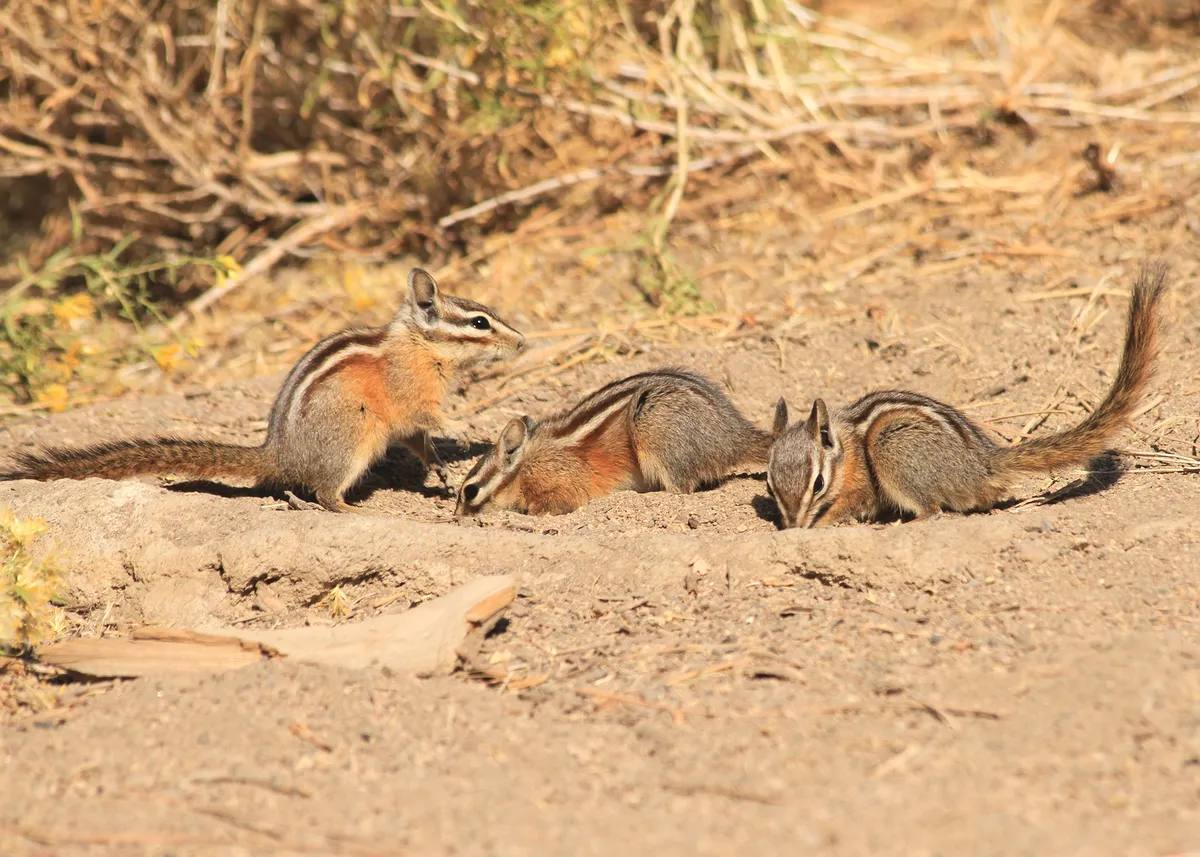 Yellow-pine Chipmunk