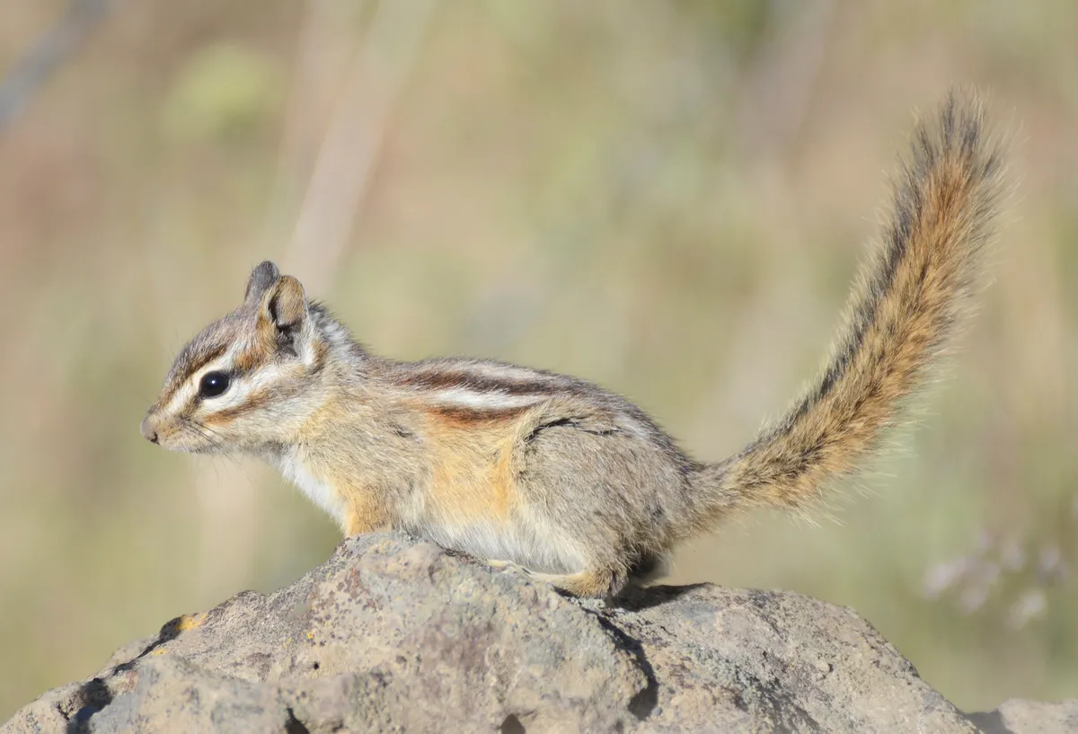 Yellow-pine Chipmunk