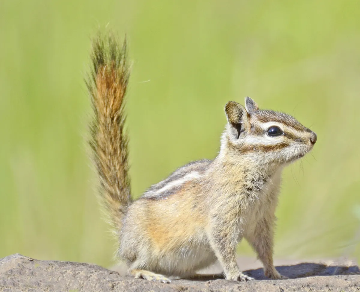 Yellow-pine Chipmunk