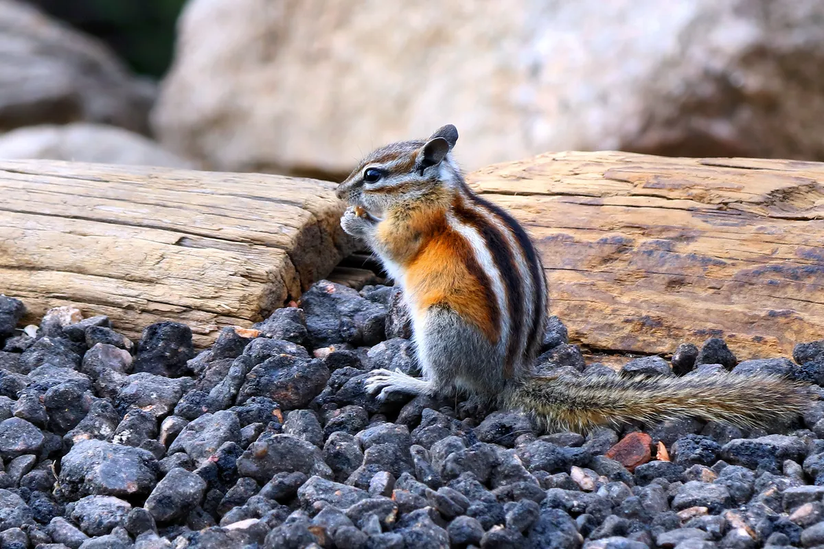 Least Chipmunk