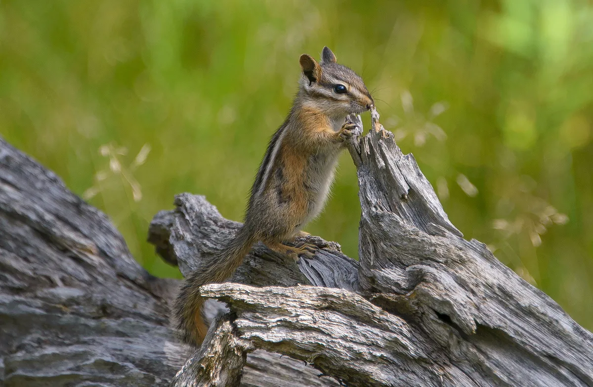 Least Chipmunk