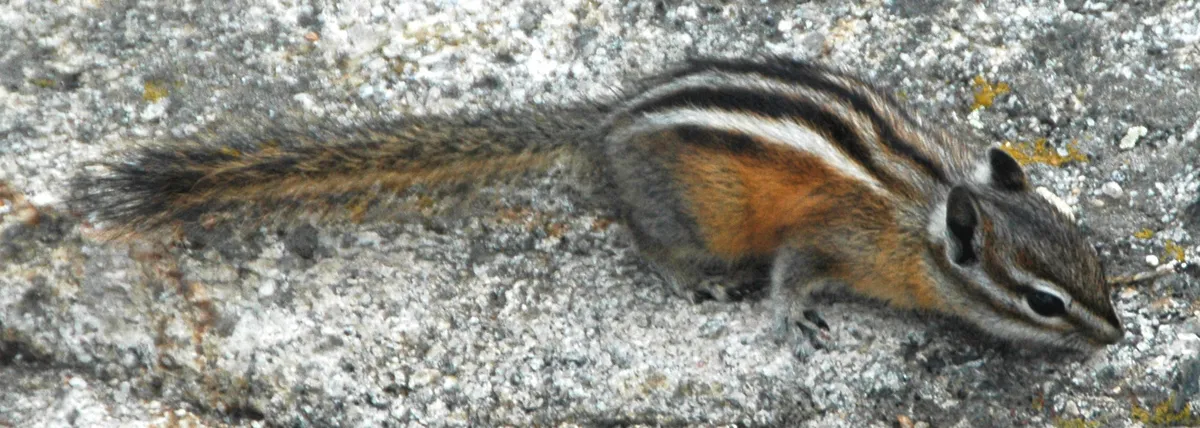 Least Chipmunk