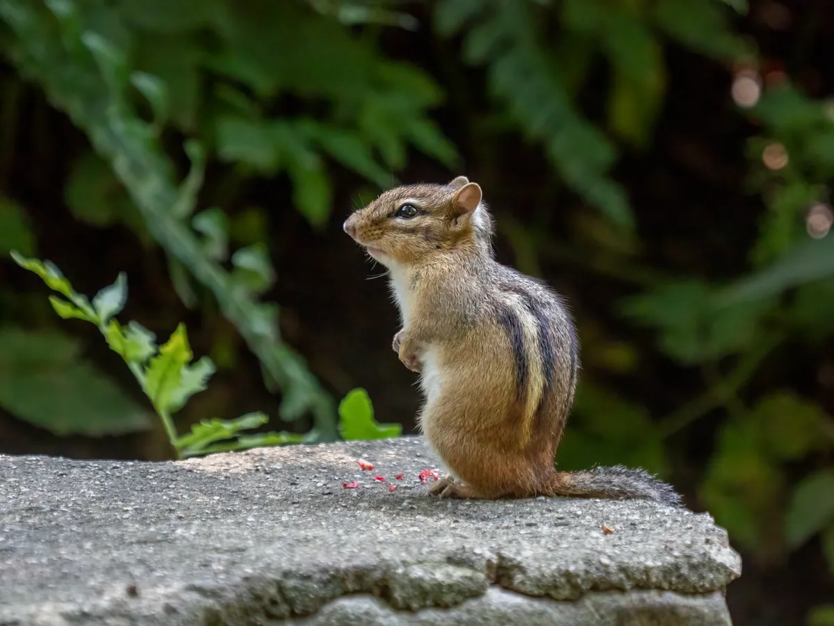 Eastern Chipmunk
