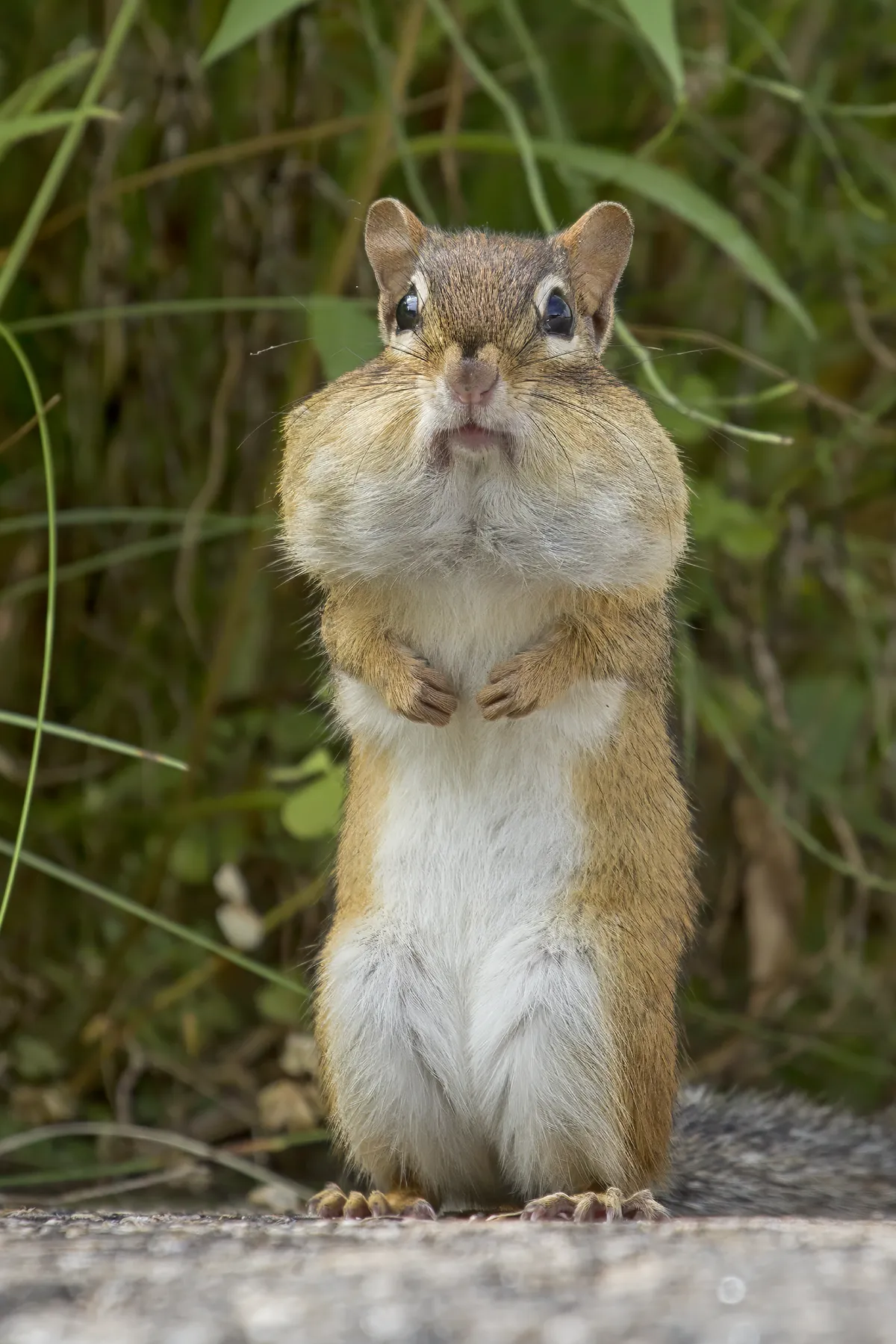 Eastern Chipmunk