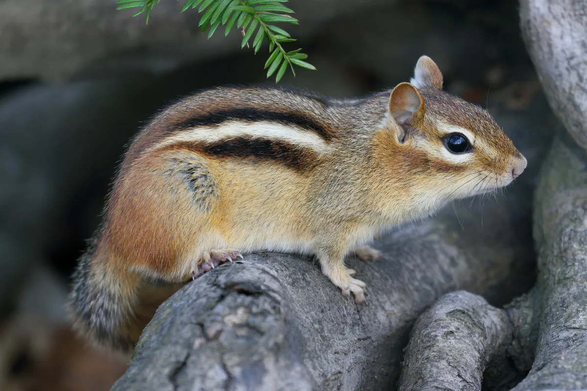 Eastern Chipmunk