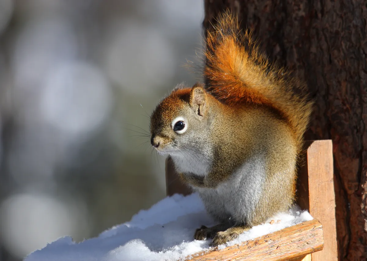 American Red Squirrel