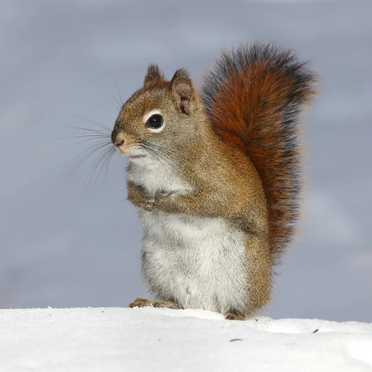 American Red Squirrel