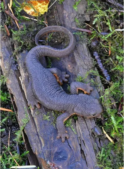 Taricha granulosa