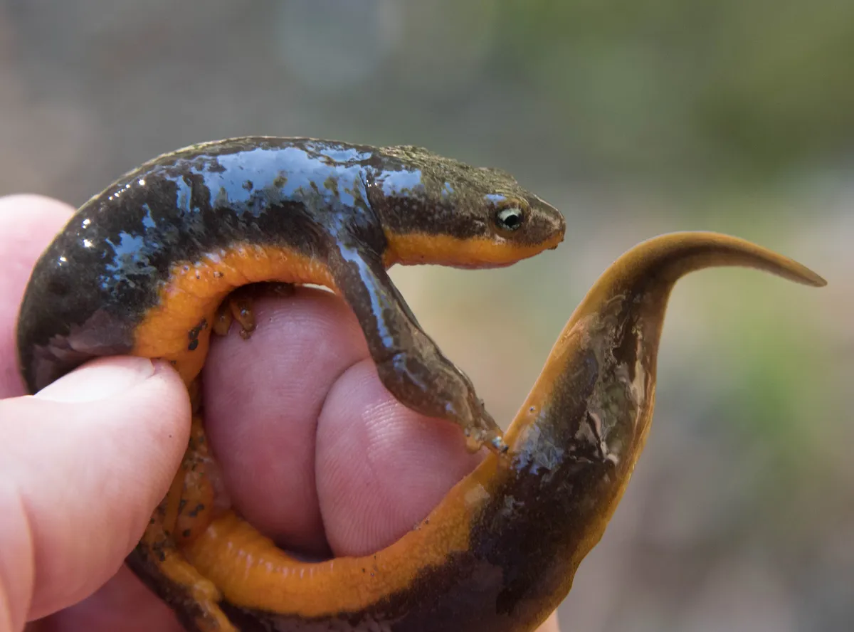 Salamandra de piel rugosa