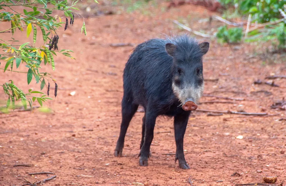 Pecarí de Labios Blancos