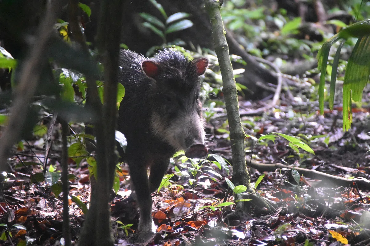Pecarí de Labios Blancos