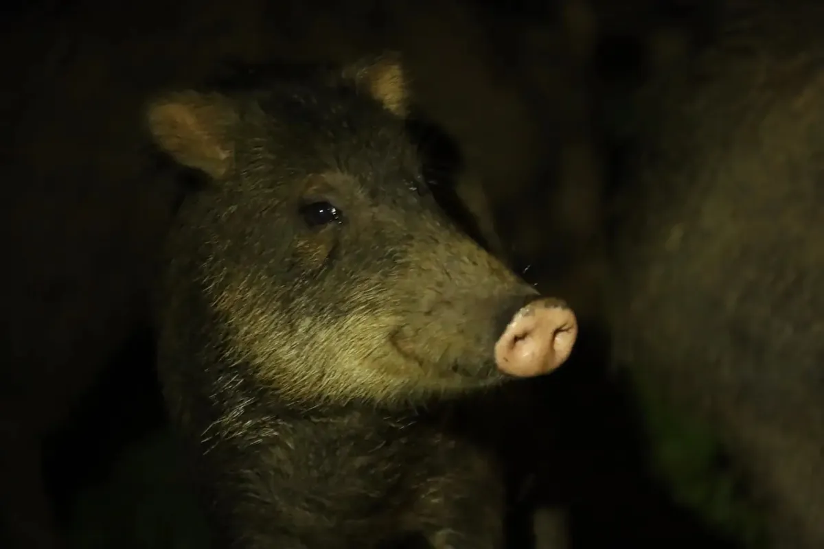 Pecarí de Labios Blancos