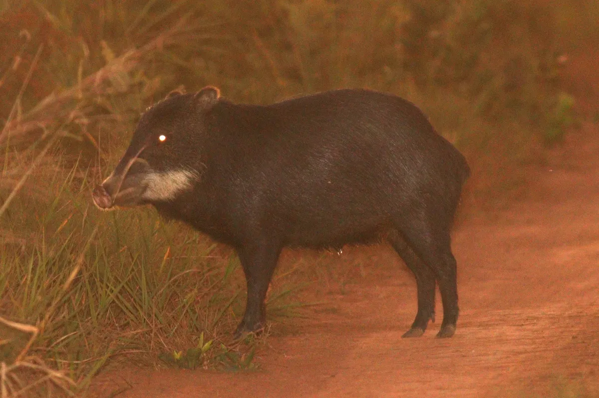 Pecarí de Labios Blancos