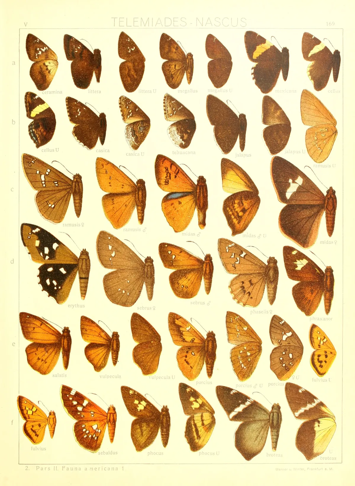 Escorpión Bothriurid de Cell