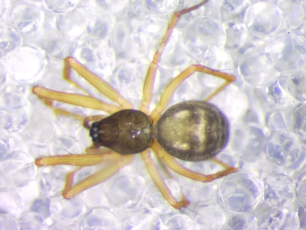 Araña Pequeña de Patas Amarillas