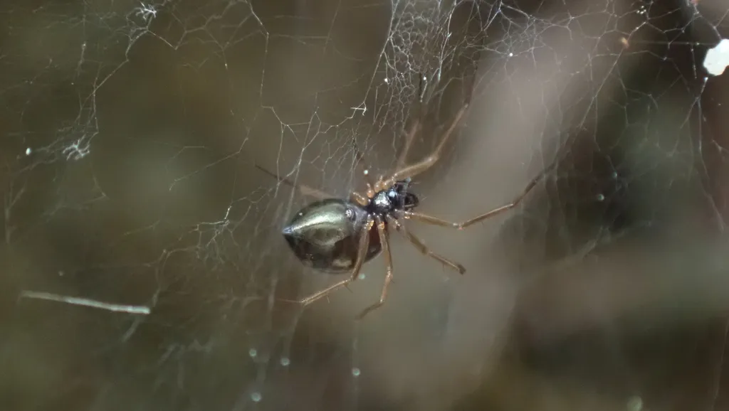 Araña Pequeña de Patas Amarillas