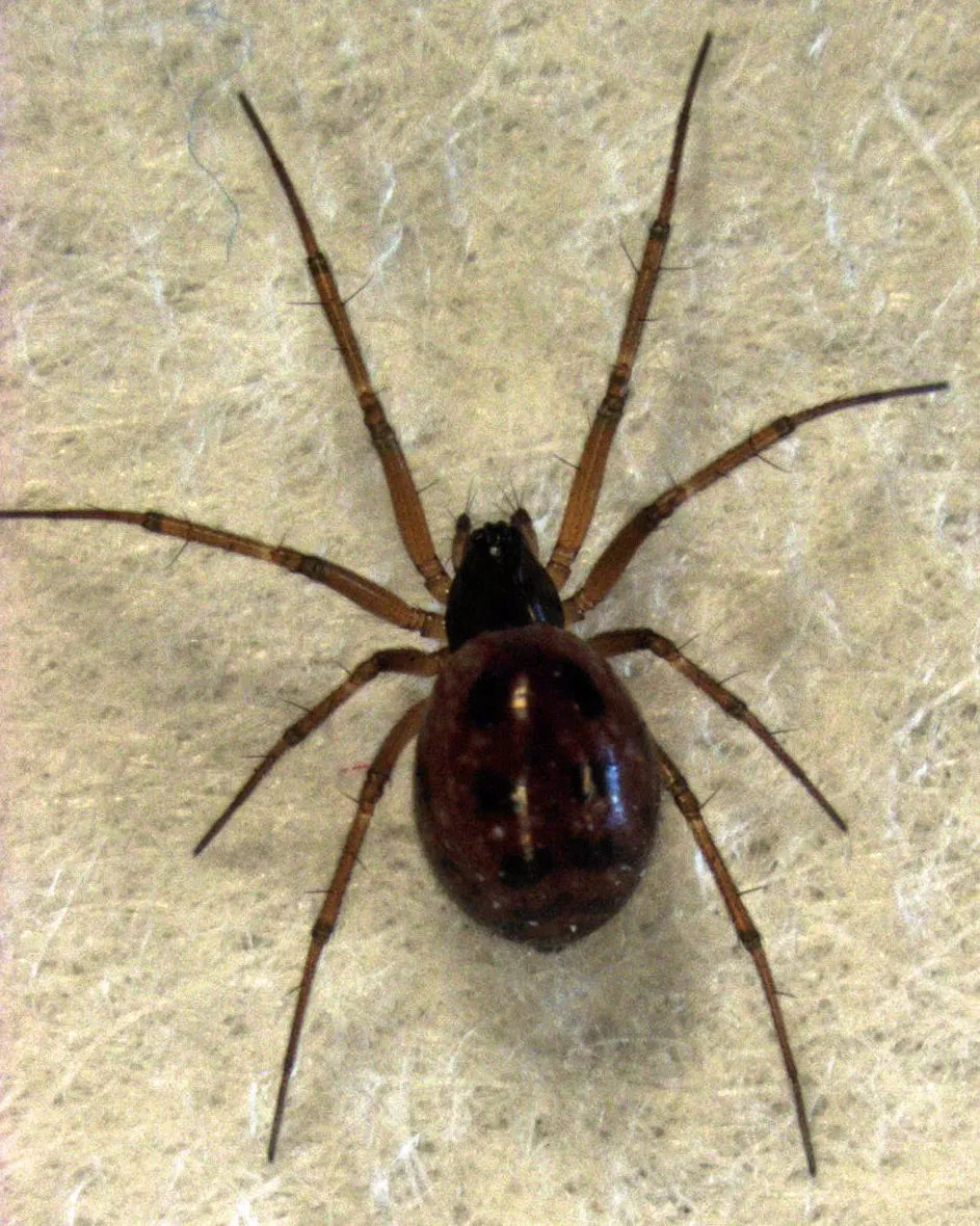 Araña tejedora enana