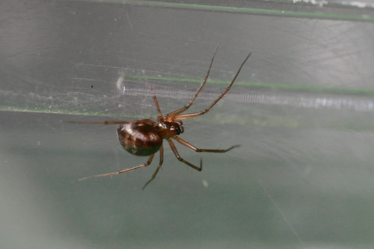 Araña tejedora enana