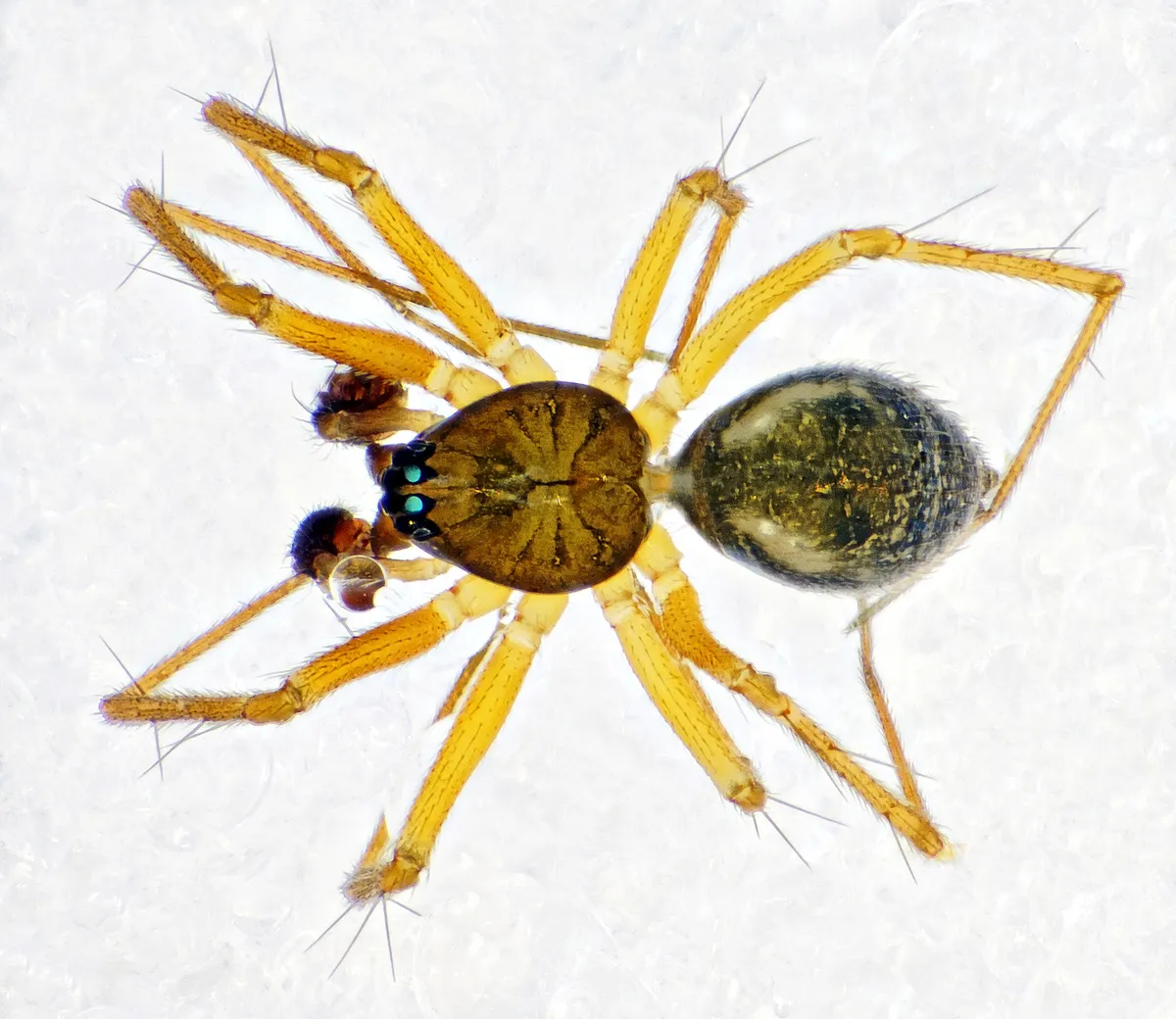 Tenuiphantes zimmermanni