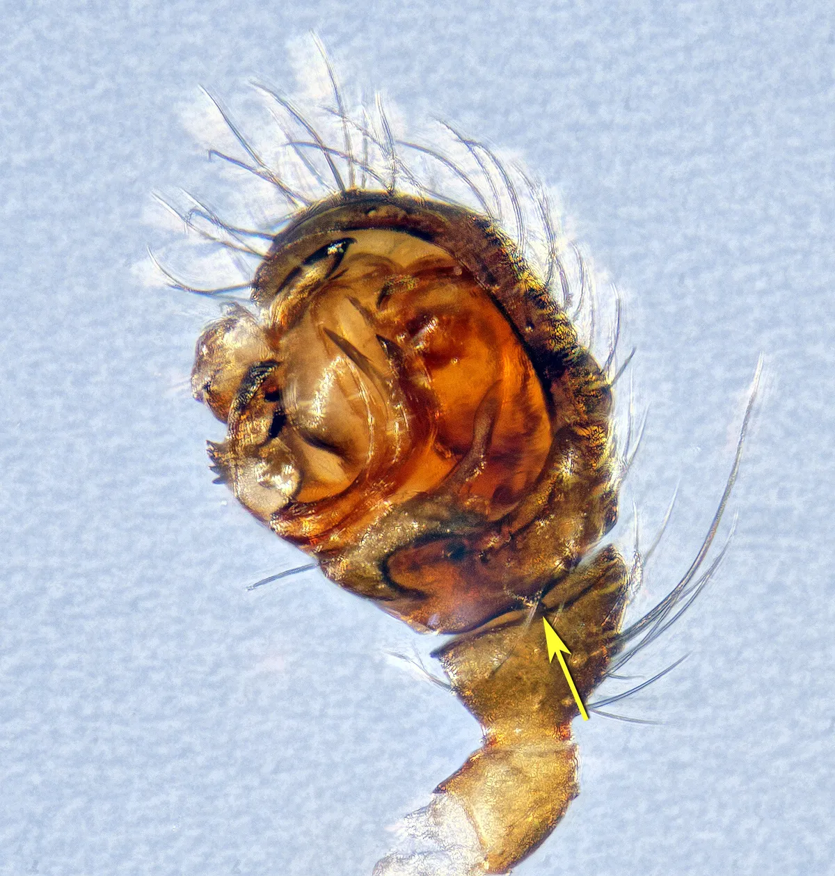 Araña Tejedora de Hojas de Zimmermann