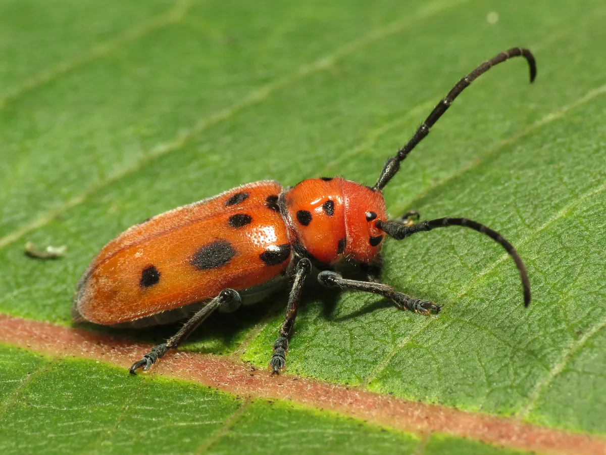 Red Milkweed Beetle