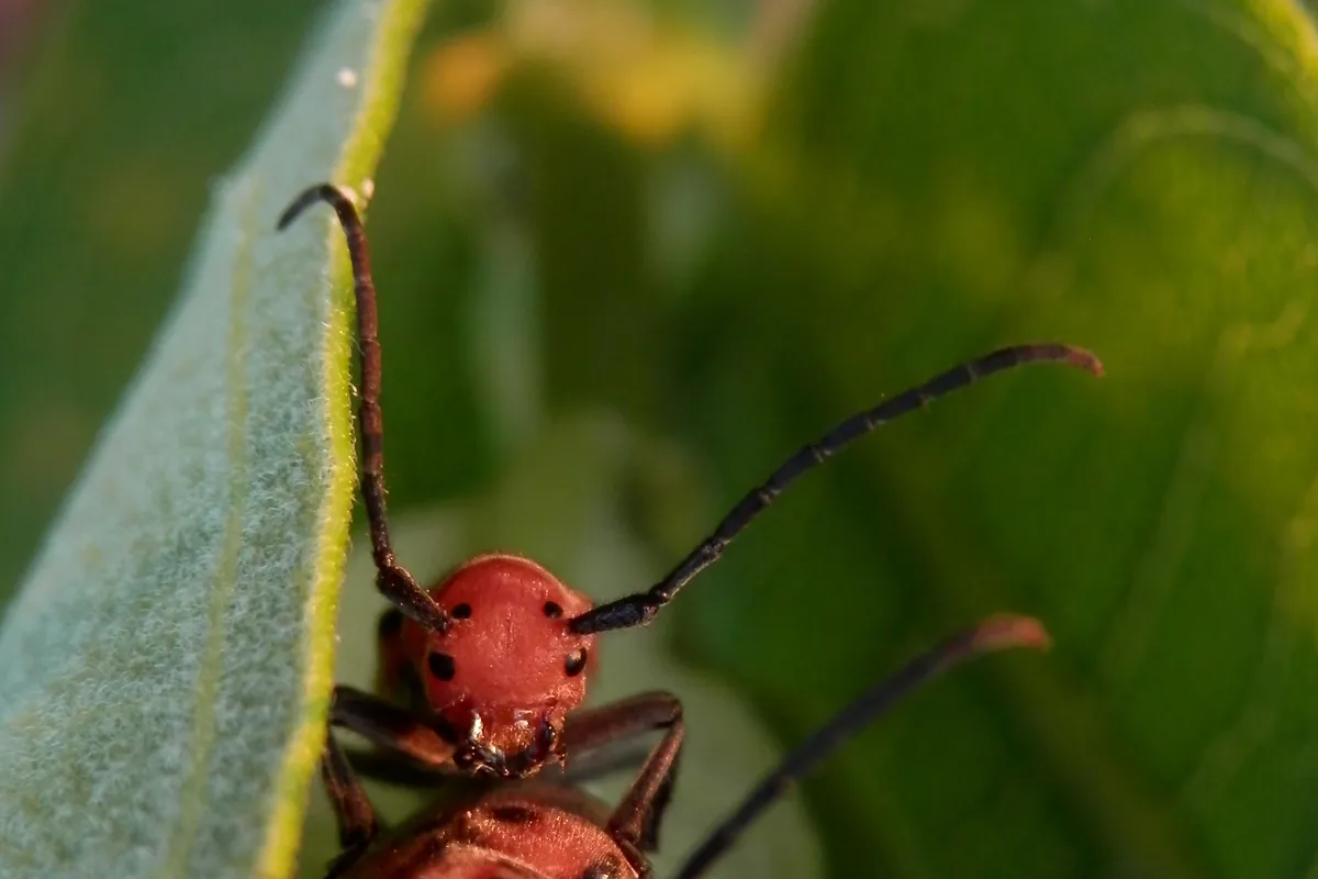 Red Milkweed Beetle