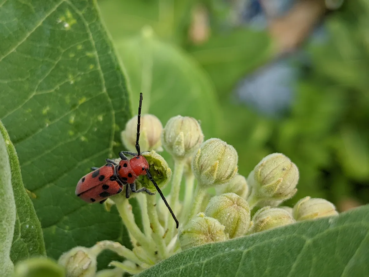 Red Milkweed Beetle