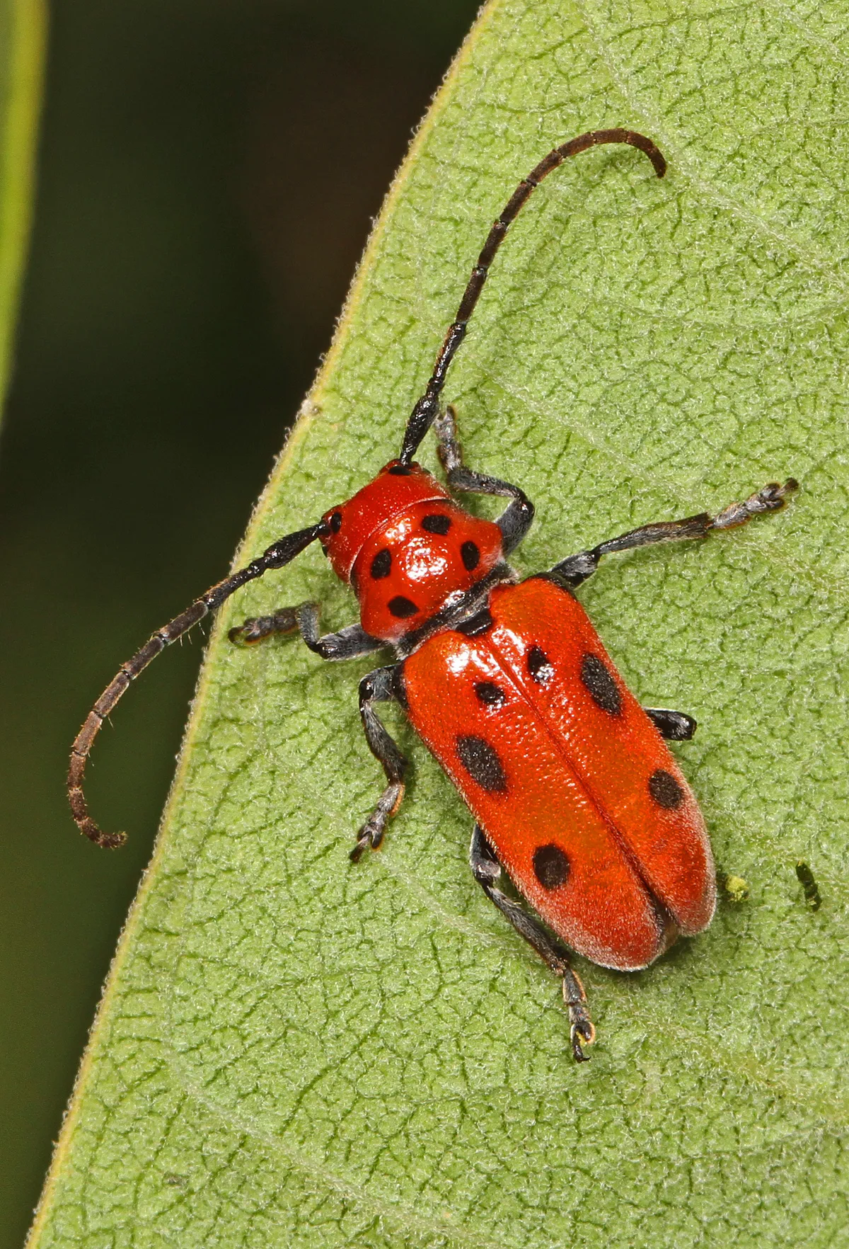 Red Milkweed Beetle