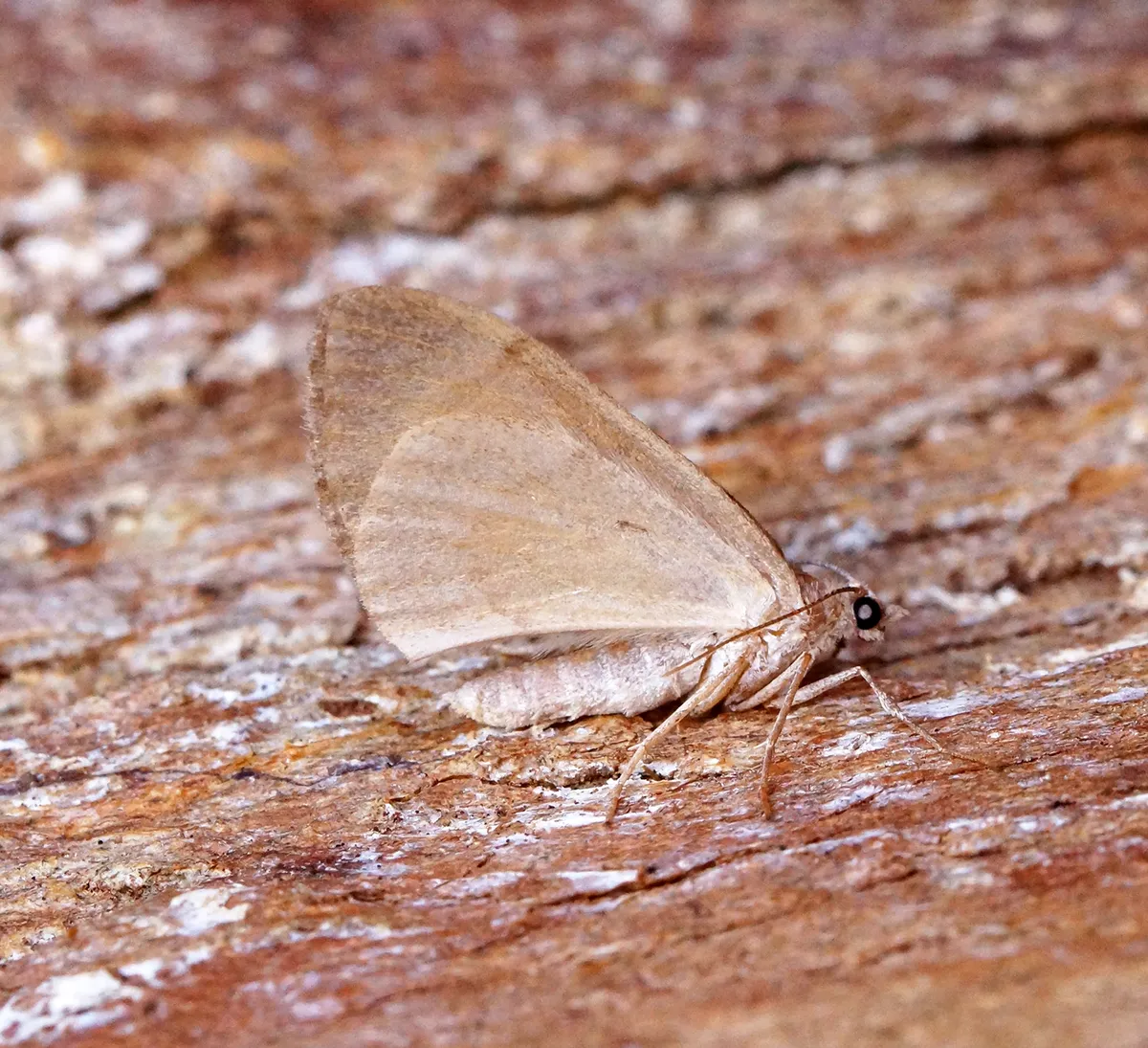 Thera obeliscata