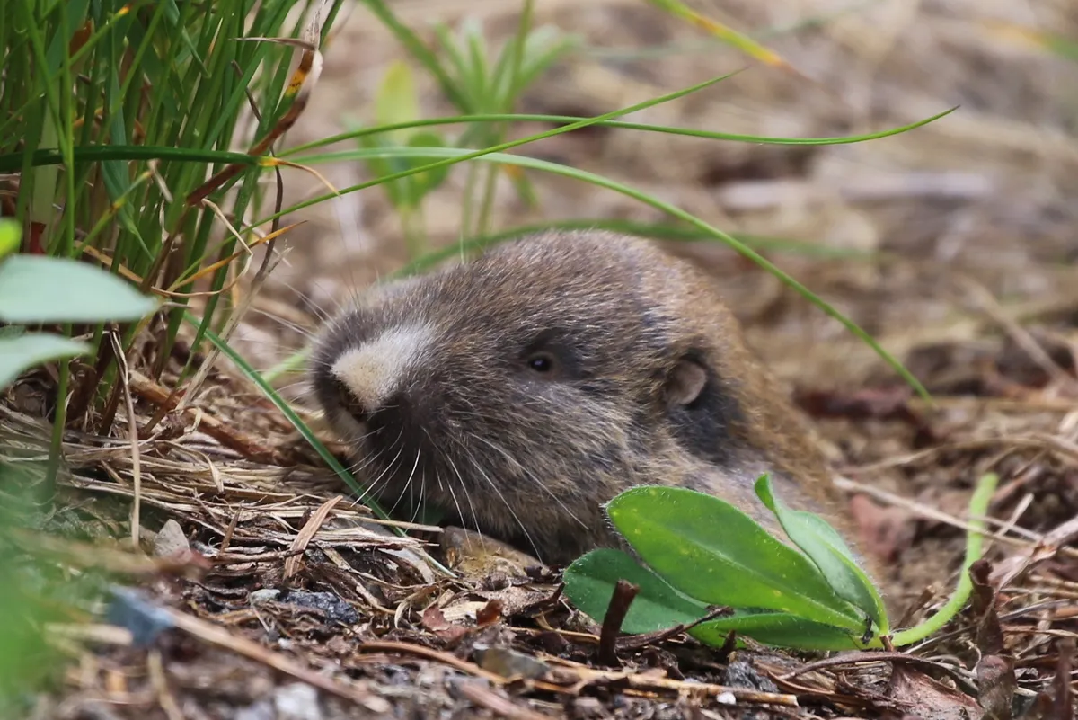 Topo de Bolsillo del Norte
