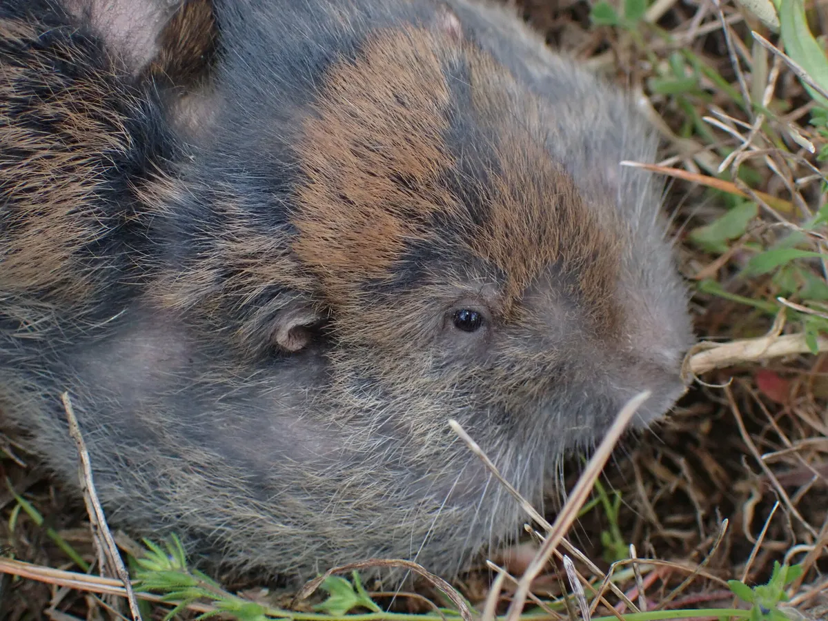Topo de Bolsillo del Norte