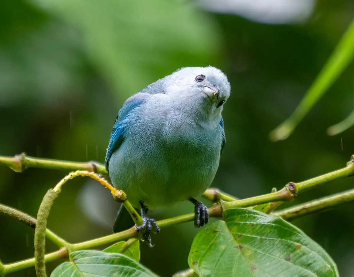 Blue-gray Tanager