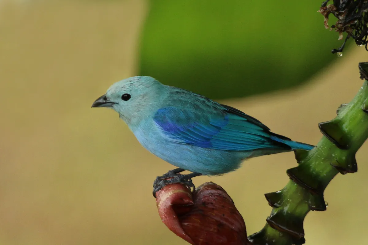 Blue-gray Tanager