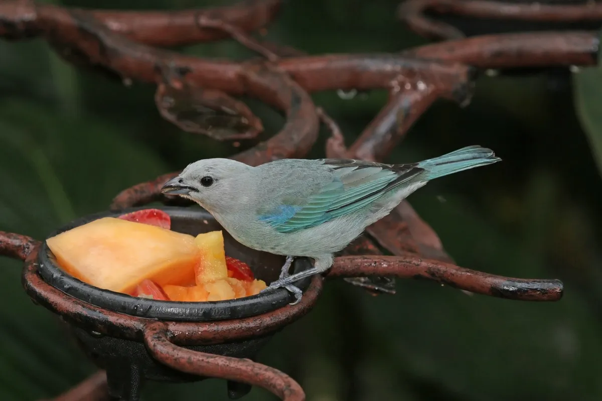Blue-gray Tanager
