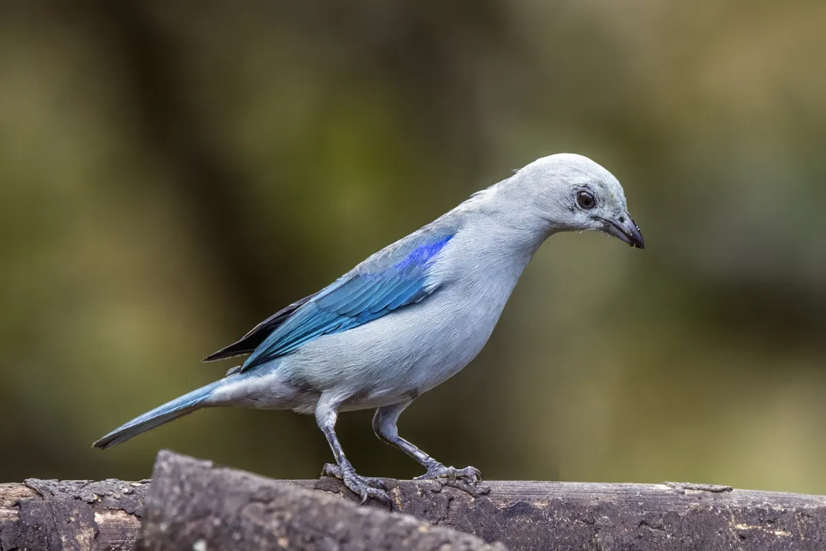Blue-gray Tanager