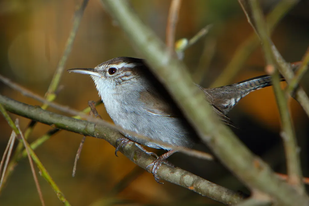 Ratón Cascabelero de Bewick