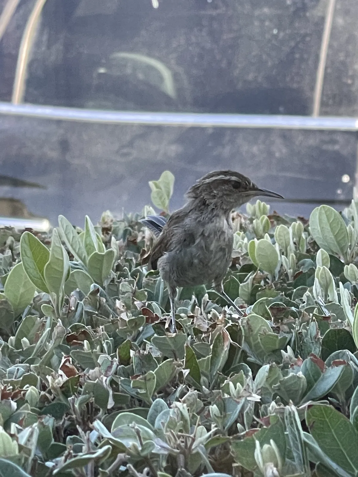 Ratón Cascabelero de Bewick
