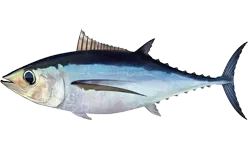 Atún blanco